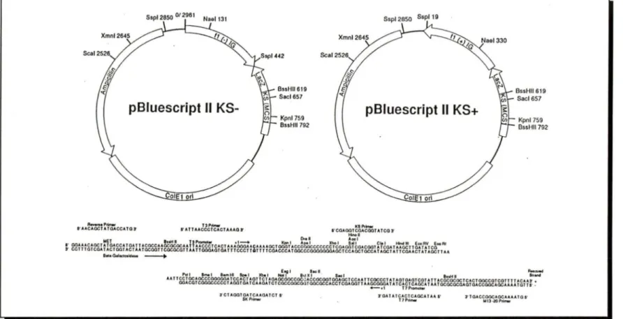 FIGURE  7.  Carte  de  restriction  des  phagemides  pBluescript  II  KS  +  et  KS-.  Les  vecteurs  combinent  certaines  caractéristiques du plasmide pUC et du phage filamenteux Ml3