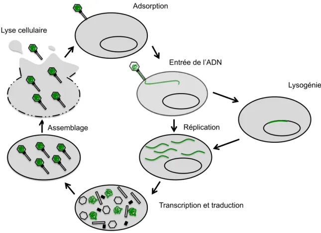 Figure 1. Schématisation du cycle de multiplication des phages virulents  Les protéines non structurales 