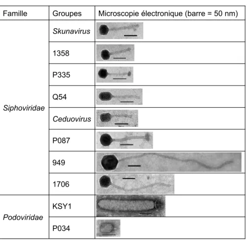Tableau 1. Groupes de phages infectant Lactococcus lactis  Modifié de (Deveau et al., 2006)