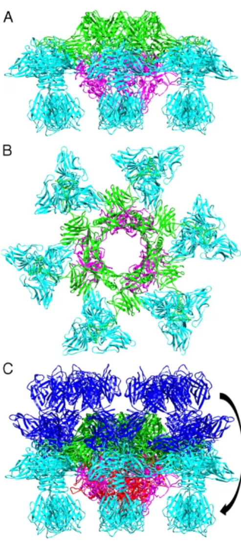 Figure  3.  Changement  de  conformation  de  la  plaque  basale  de  p2  en  présence  de  calcium 