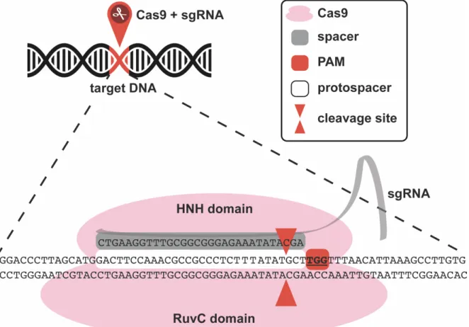 Figure 4. Cas9 site-directed nuclease 