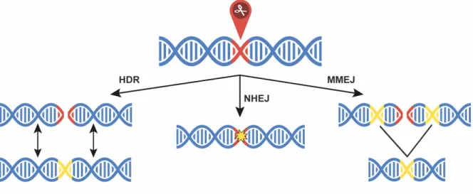 Figure 5. DNA repair mechanisms 