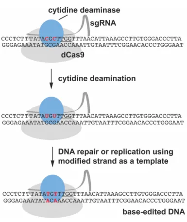 Figure 6. Base editing with dCas9 
