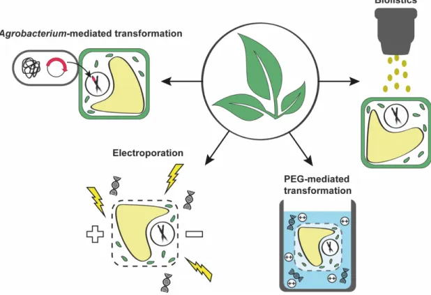 Figure 7. Plant transformation 