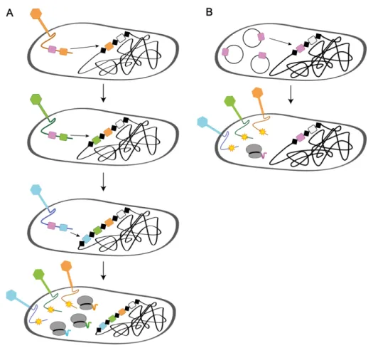Figure 9. Generation of phage-insensitive mutants 