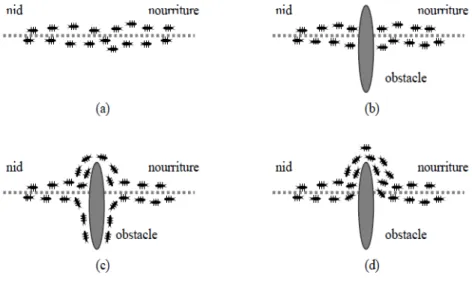 Figure 3.4  Illustration de la capacité des fourmis à chercher de la nourriture en minimi- minimi-sant leur parcours