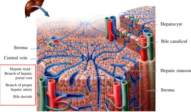 Figure 3. Cross section of a hepatic lobule, illustrating microscopic structure (Saladin, 2010).