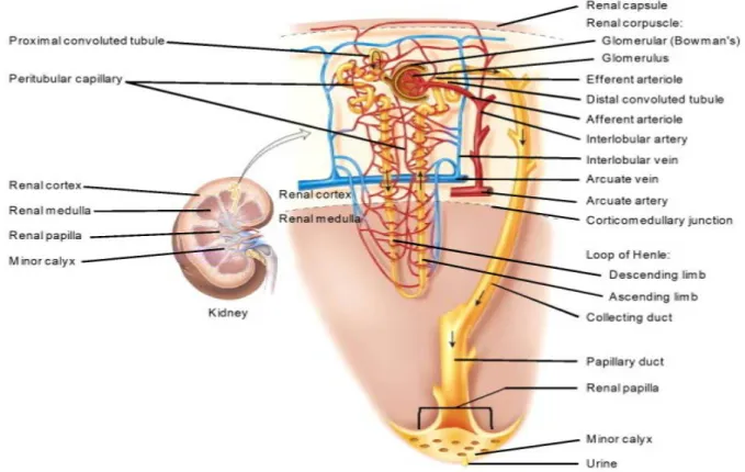 Figure 4b. Cortical nephron and vascular supply (Feher, 2017). 