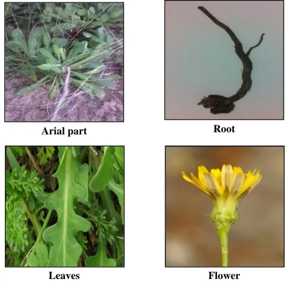 Figure  5.  The  R. picroides  L.  Roth plant. Leaves and flowers are available from  https://www.urbanturnip.org/perennial-lettuce-salad-leaves/  and  http://www.florealpes.com/ 