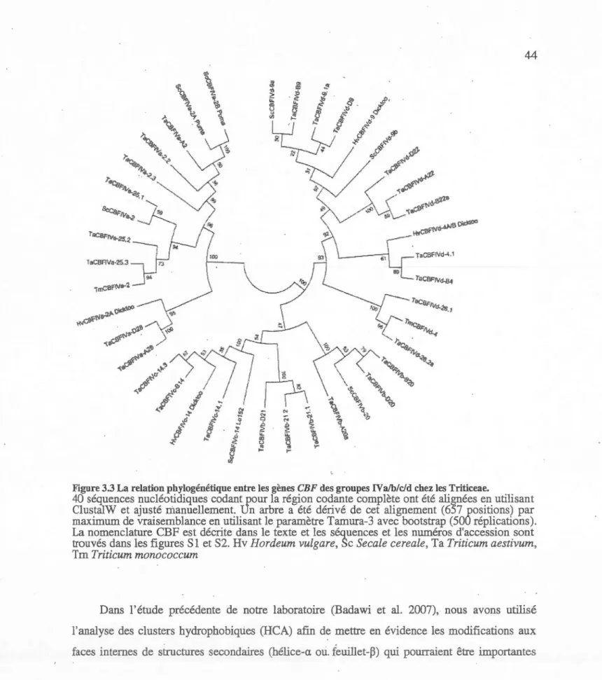 Figure 3.3 La relation phylogénétique entre les gènes  CBF  des groupes IVa!b/c/d chez les Triticeae
