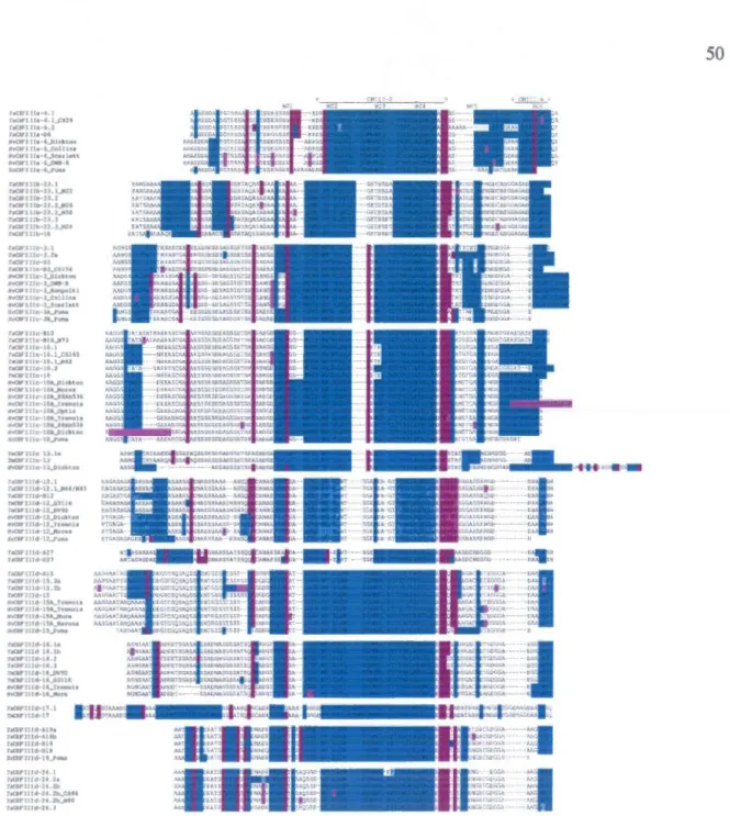 Figure 3.7 L'analyse comparative des  noyaux  hydrophobiques  (HC)  présent dans le  domaine  C-terminal des  protéines CBF des Groupes III d'orge  (Hordeum  vulgare),  blé  (Triticum spp.)  et seigle  (Secale cereale)