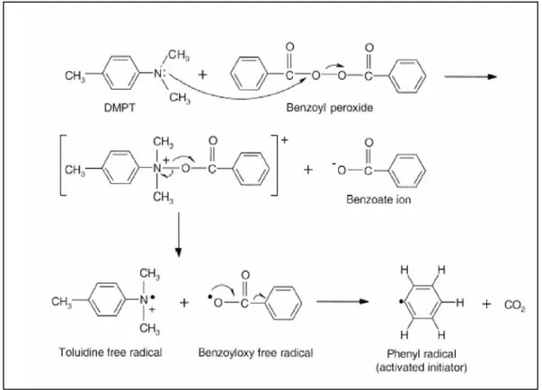 Figure I.5 Formation of phenyl radical by reaction of DMPT with the BPO initiator. (14) The temperature peak depends on the MMA-PMMA ratio, (15)  the composition of the liquid and solid components, (16)  the concentration of BPO and DMPT, the average size 