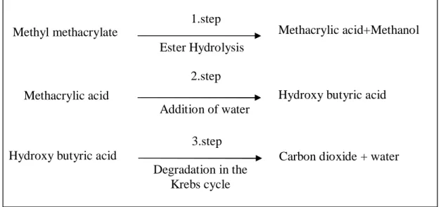 Figure I.9 Metabolization of MMA. (7) I.2.4 Volumetric Shrinkage