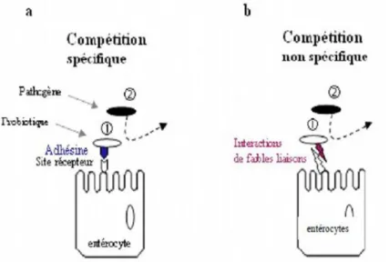 Figure 1.  Mécanisme d’inhibition d’adhésion des pathogènes  (a) par  compétition spécifique  (b) compétition non spécifique (Servin et Coconnier ,2003)