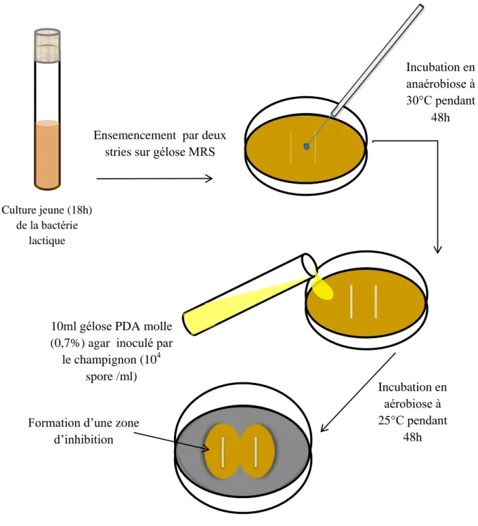 Figure 3. Mise en évidence de l’activité antifongique  ( Magnusson et Schnürer, 2001)