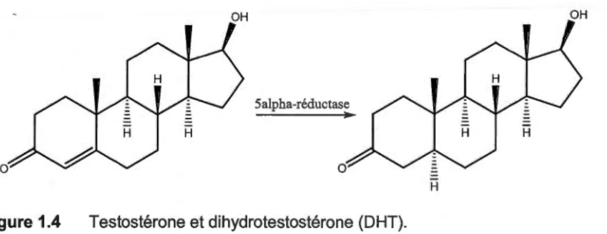 Figure 1.4  Testostérone et dihydrotestostérone (DHT). 