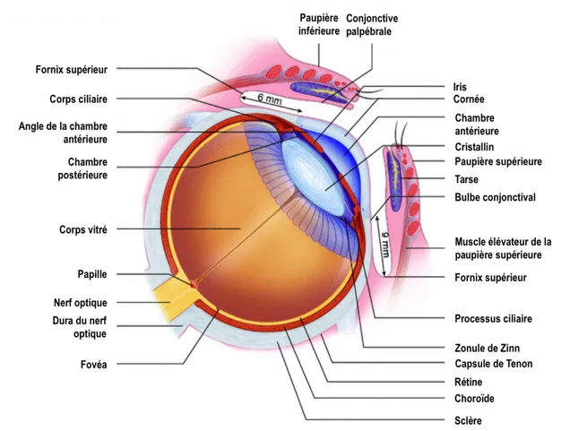 Figure 1.1. Anatomie générale de l’œil. Figure adaptée de (Ansari &amp; Nadeem, 2016)