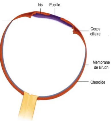 Figure  1.2. Représentation schématique de l’uvée. La membrane intermédiaire est la couche vasculaire de  l’œil  et  est  composée  de  la  choroïde,  du  corps  ciliaire  et  de  l’iris  qui  forment  l’uvée