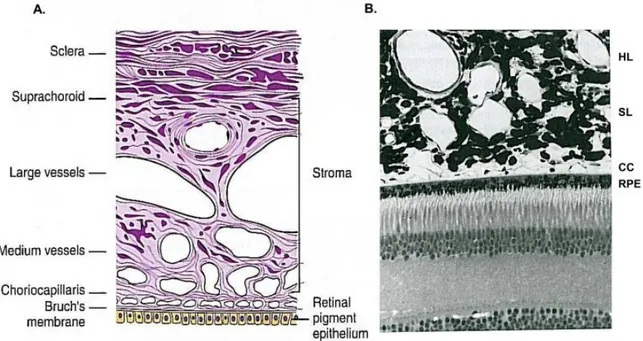 Figure  1.3.  Histologie  de  la  choroïde.  A.  Schémas  des  couches  de  la  choroïde,  du  bas  vers  le  haut :  la  membrane de Bruch, les choriocapillaires, les vaisseaux de calibre moyen, les vaisseaux de gros calibre, le  stroma  choroïdien  et  l