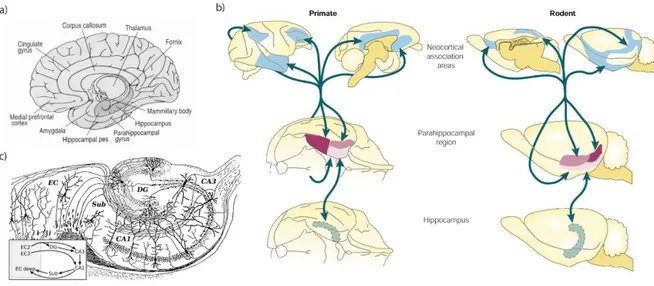 Figure 1 Anatomical location of hippocampus in the human, monkey and rodents brains and anatomy of  the hippocampal memory system