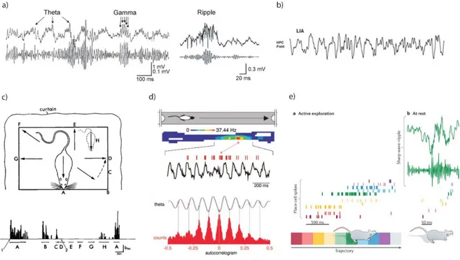 Figure 3 Rhythms of hippocampal network which can be important for spatial memory and navigation