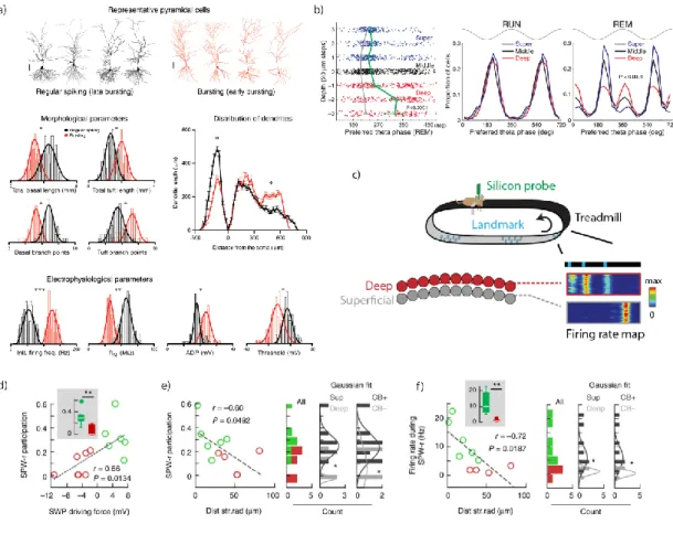 Figure 4 Hippocampal CA1 pyramidal cells are composed of deep and superficial cells, based on their  neurochemical,  morphological,  physiological,  and  functional  properties