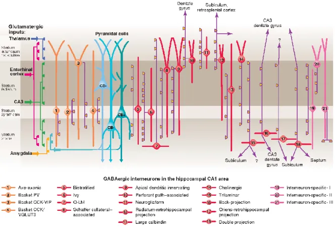 Figure  5  Three  types  of  pyramidal  cell  are  accompanied  by  at  least  21  classes  of  interneuron  in  the  hippocampal CA1 area
