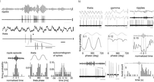 Figure  8  Behavior-dependent  activity  patterns  of  subicular-projecting  GABAergic  neurons