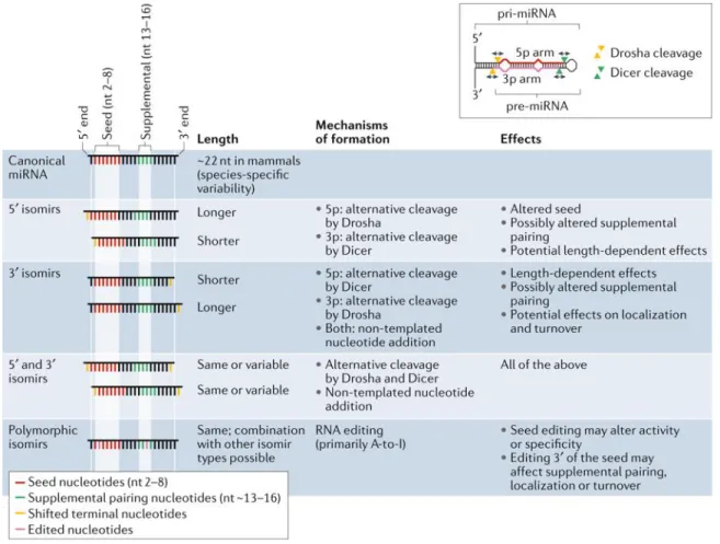 Figure 1.4. Les différents types d’isomiRs et leur activité biologique.  