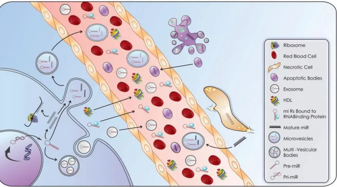 Figure 1.5.  Les  microARN  extracellulaires  sont  contenus  et  protégés  par  différentes  particules incluant des complexes RNP et des corps vésiculaires