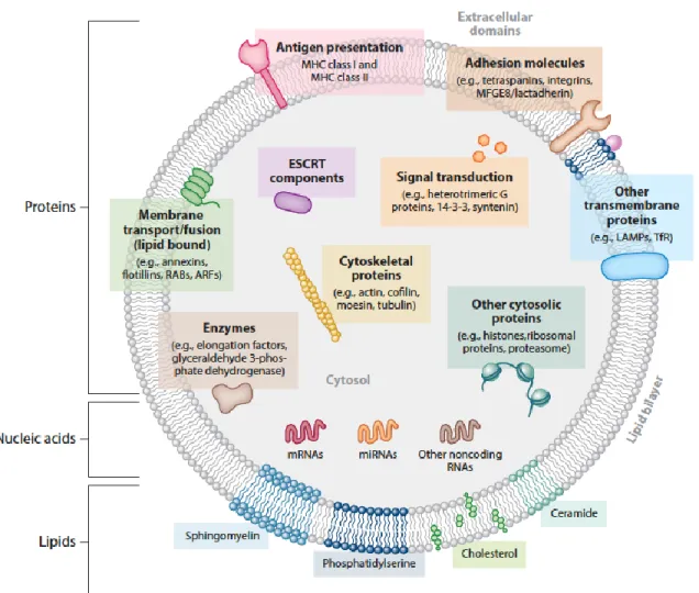 Figure 1.9. Aspect général d’une vésicule extracellulaire.  