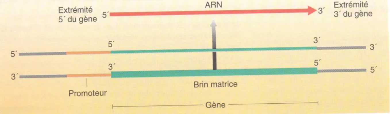 Figure 1.7. Convention utilisée pour désigner les  extrémités 5‟ et 3‟ d‟un gène. 