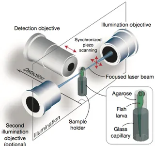 Figure 0.3 – Schéma du microscope à feuillet de lumière ( Ahrens et al., 2013)