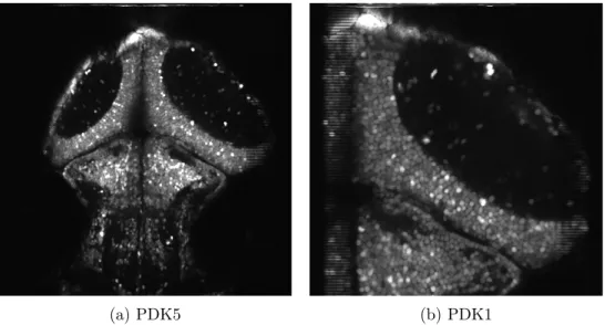 Figure 0.5 – Exemple de deux ensembles de données du laboratoire de Paul De Koninck , moyennés temporellement.