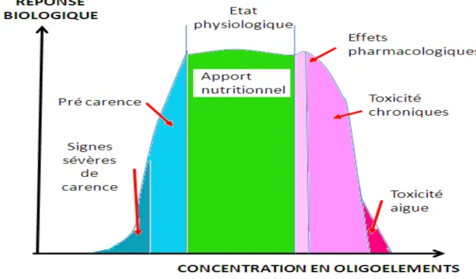 Fig. 4. Réponse biologique en fonction de la concentration en oligo-éléments