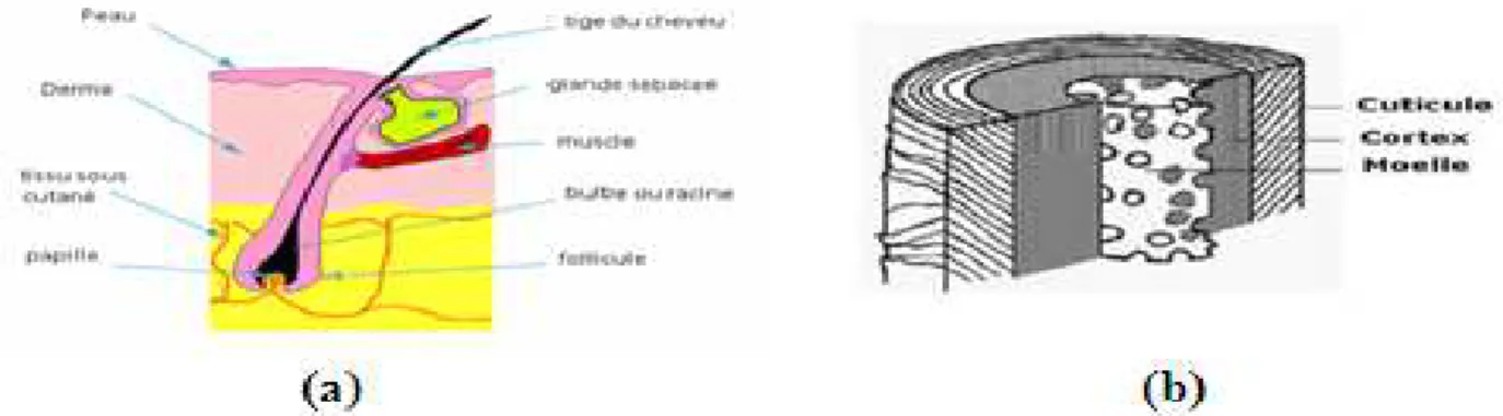 Fig. 17. Structure du cheveu, (a): organisation interne du follicule pileux,  (b): couches concentriques de la tige pilaire