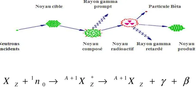 Fig. 22. Processus de l’analyse par activation neutronique par la réaction (n, γ)   de capture de neutrons