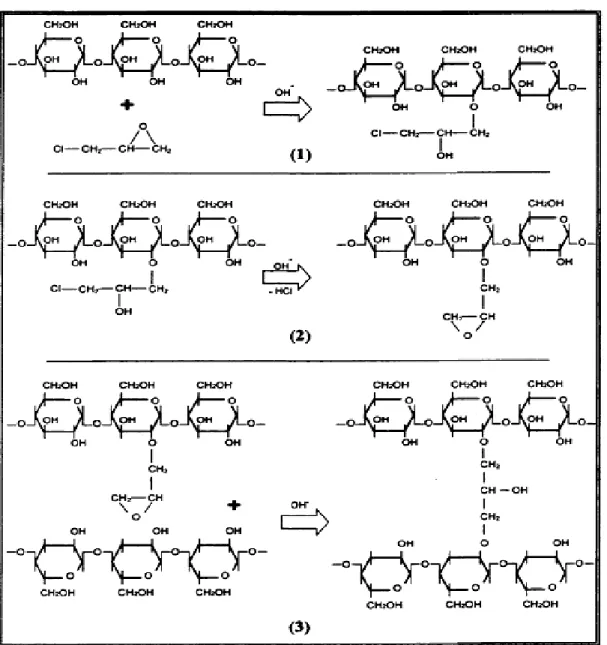 Figure 21 :  Schématisation des 3 étapes de la réaction entre l’amylose et I’épichlorhydrine  [76] 