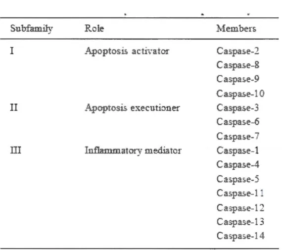 Table  1.2 Subfamilymembers ofthe caspase family.  Table  adapted from  Fan et al, 2005