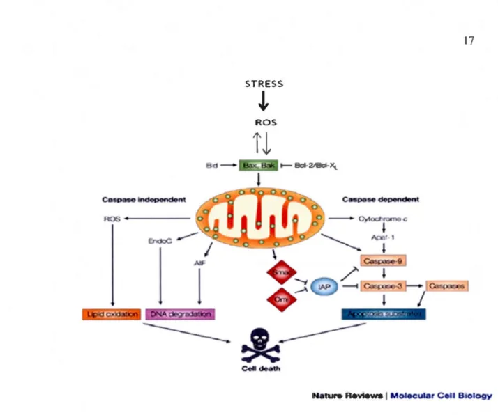 Figure  1.7  Caspase-dependent  and  -independent  pathways  of apoptotic  cell  death