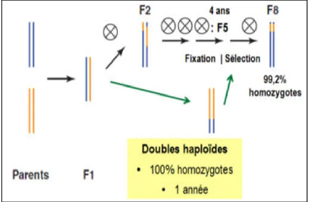 Figure 5: Schéma de l'amélioration conventionnelle, et par Haploïde double, chez l'orge