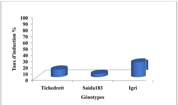 Figure 9: Taux d'induction (%) de la culture d’anthères par génotype  (tous prétraitements 