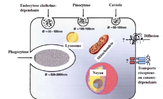 Figure  1.7  Différents  mécanisme  de  pénétration  des  nanomatériaux  dans  la cellule  (modifié  d'après Krug et Wick, 2011)