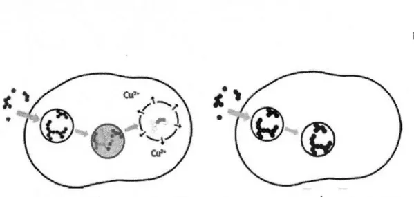Figure  1.9  Modèle  d'interactions  des  NPs  de  cuivre  dans  la  cellule.  À  gauche,  les  NP  sont  solubilisées  en  ions  dans  un  effet  « Cheval  de  Troie » ;  à  droite  les  NPs  ne  sont  pas  solubilisées (modifié de Studer  et al.,  201 0)