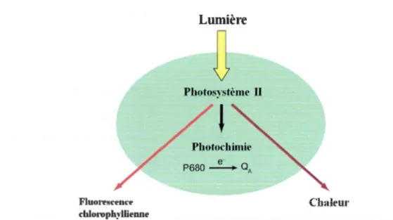 Figure 2.5  Voies de dissipation  de  l'énergie lumineuse par le  photosystème II (d'après  Baker,  2008)