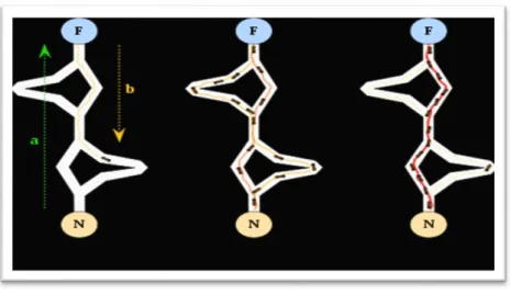 Figure 5.1. Raisonnement des Ant System