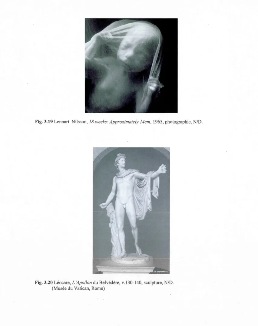 Fig.  3.19 Lennart  Ni lsson,  18 weeks: Approximately 14cm,  1965,  photo graphie, N ID