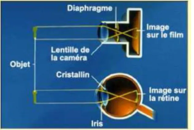 Figure I.2: Analogie entre l’œil et l’appareil photo.