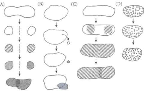 Figure 5  Speciation  models depend  on  the  spatial  scale  involved . A:  allopatric mode! 