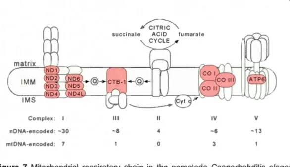 Figure  7  Mitochondrial  respiratory  chain  in  the  nematode  Caenorhabditis  elegans  with  five  complexes  of  proteins  encoded  by  mtDNA  (red)  and  nDNA  (green)